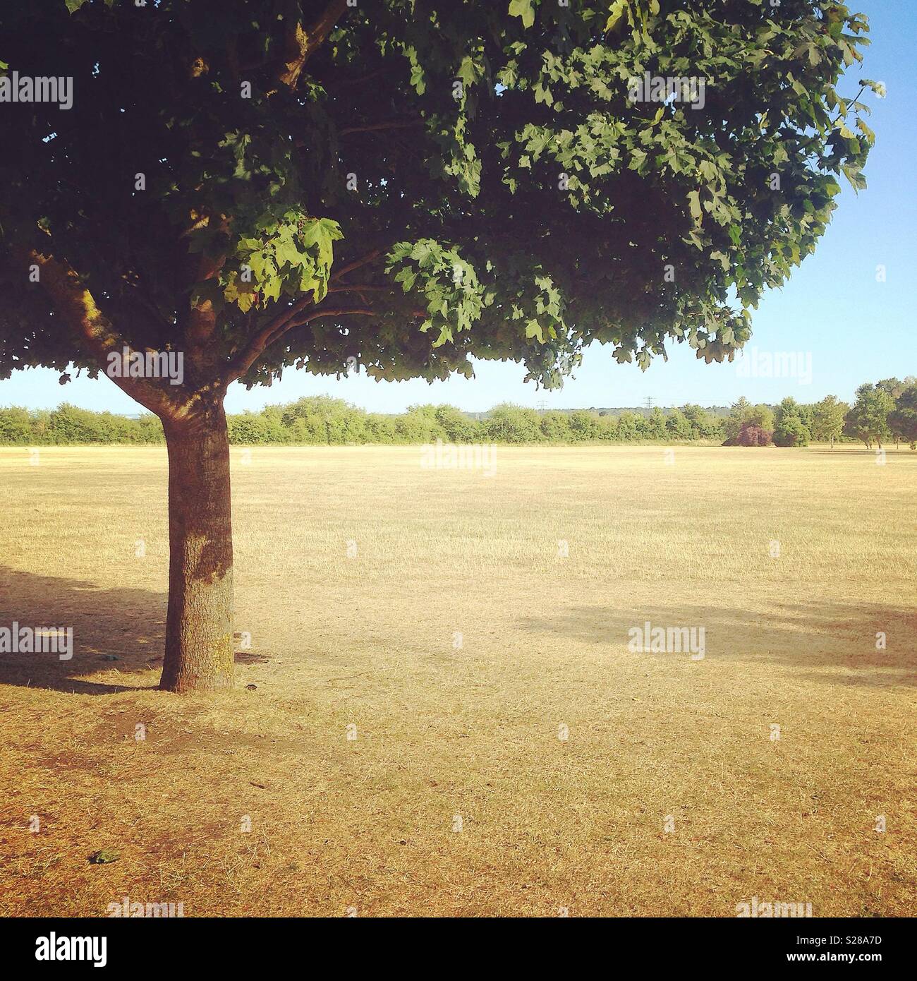 Drought - Smartphone Captured Stock Image