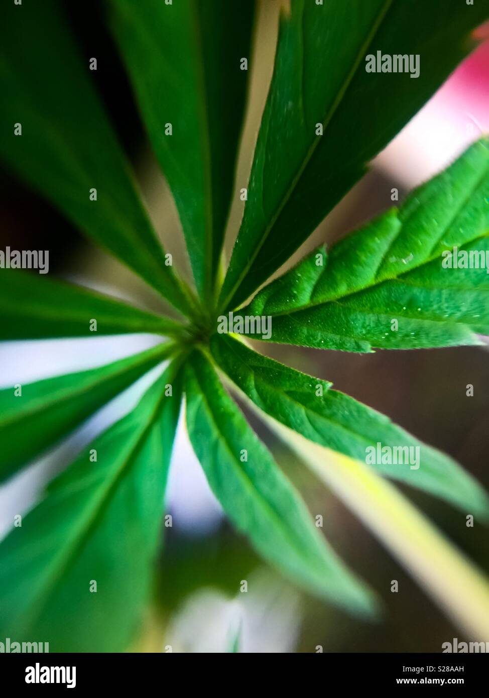 Electronic Scale and Buds of Marijuana. Weed on the wooden table and  calculator. Pot business scene. Selling legal cbd and medical marihuana.  Measuring cannabis with bear hand. 24996864 Stock Video at Vecteezy