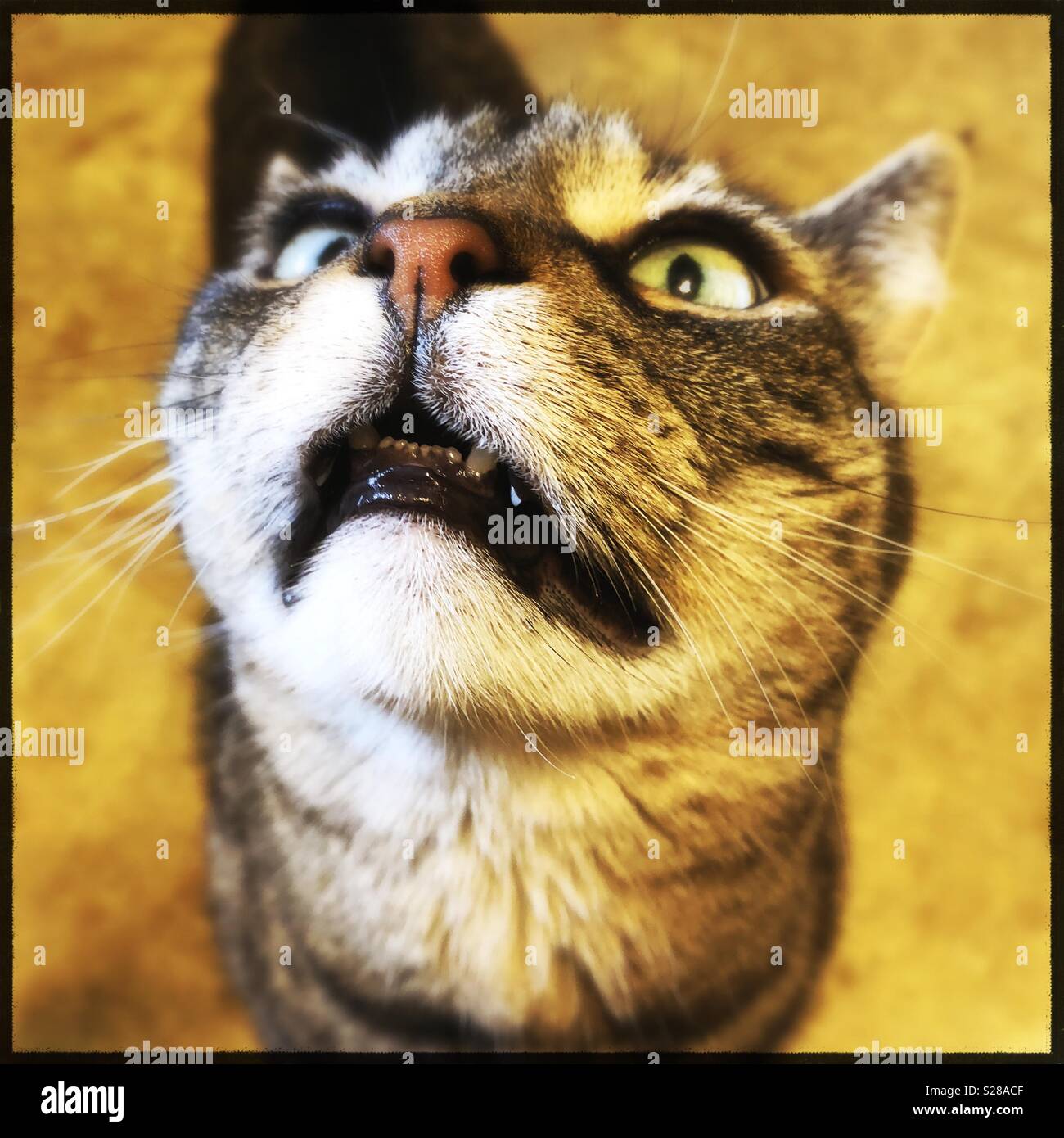Hungry funny tabby cat closeup showing her teeth Stock Photo