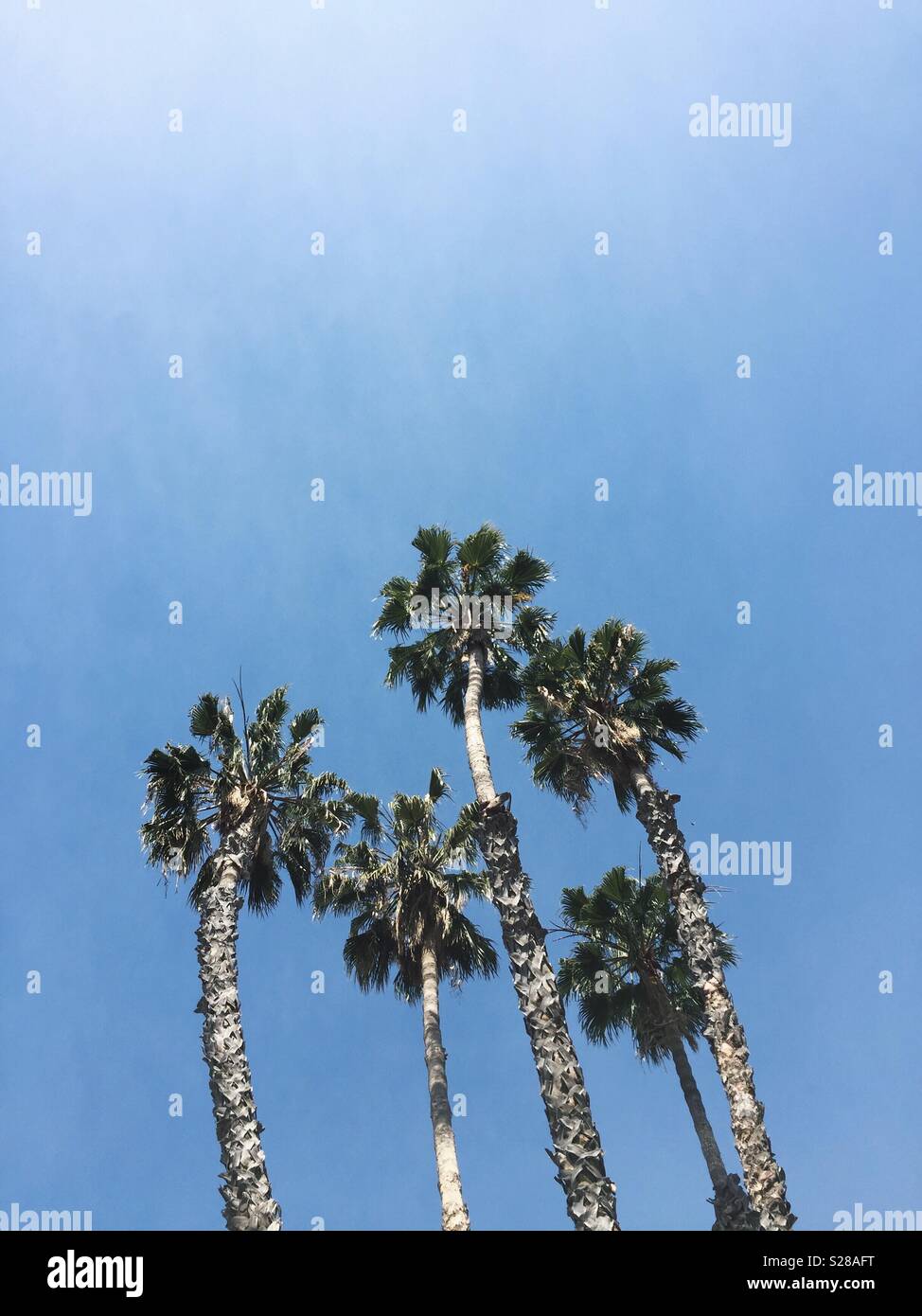 Tilted palm trees Stock Photo