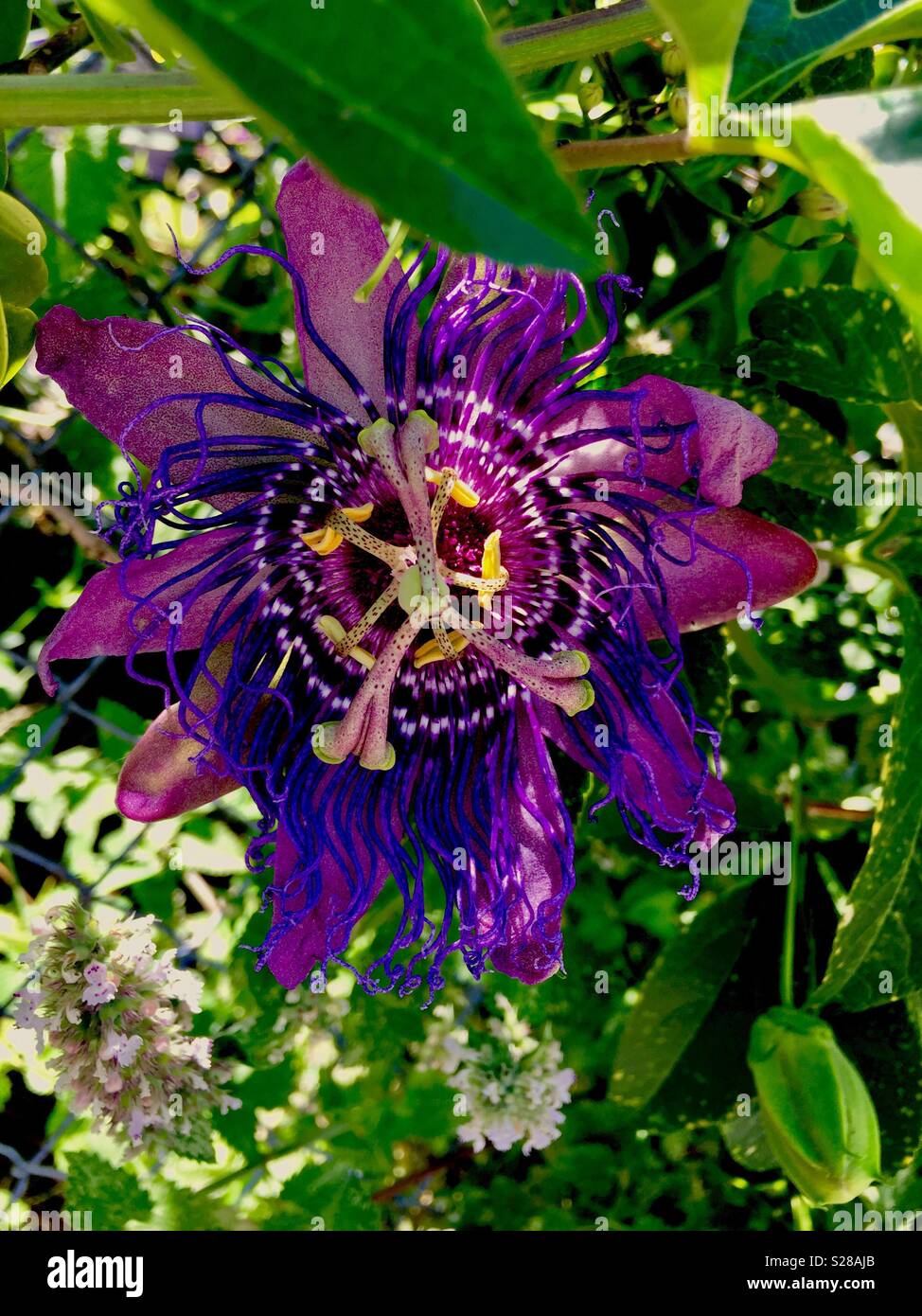 Passion flower. - Smartphone Captured Stock Image