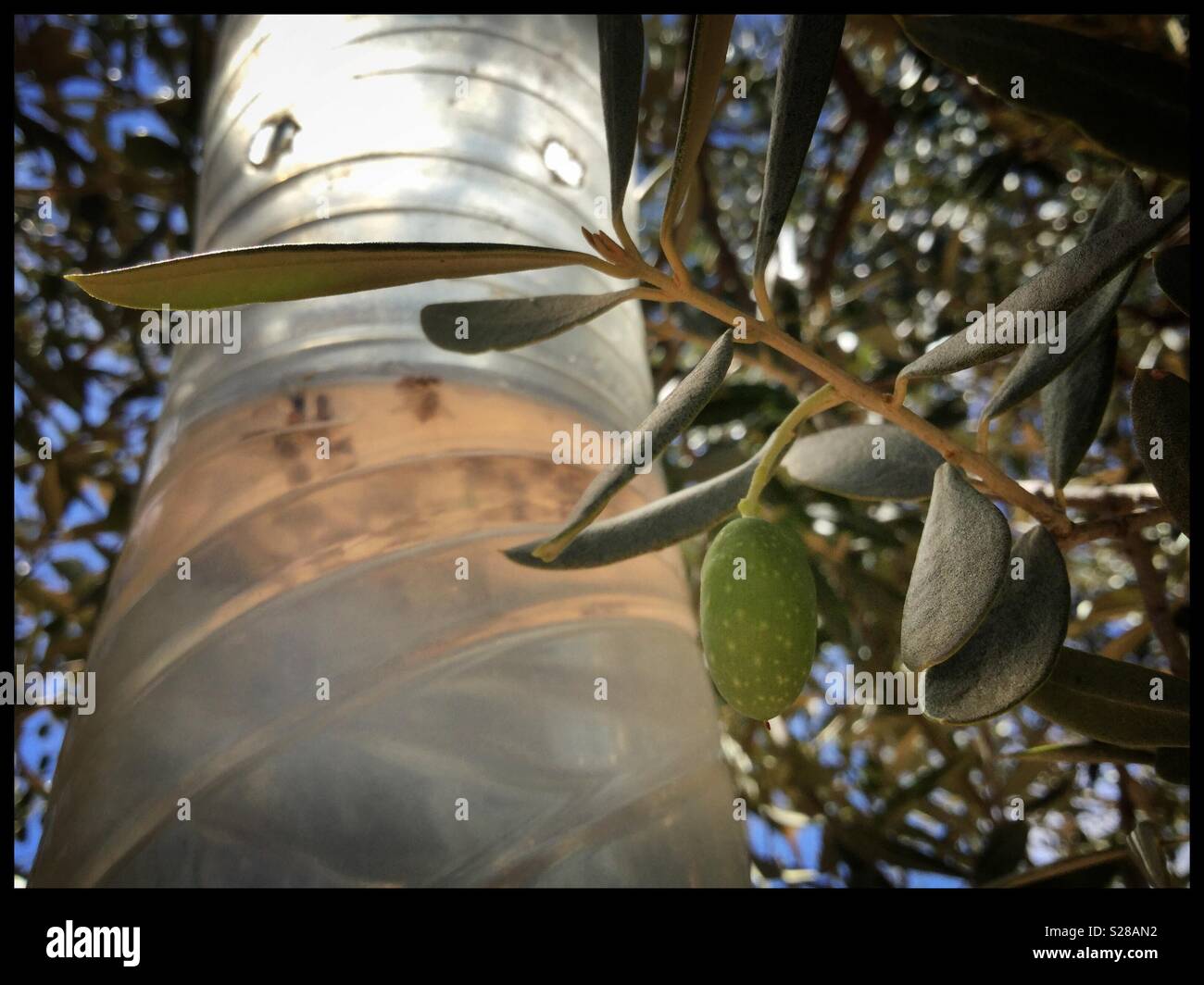 Olive-fly trap, Catalonia, Spain. - Smartphone Captured Stock Image