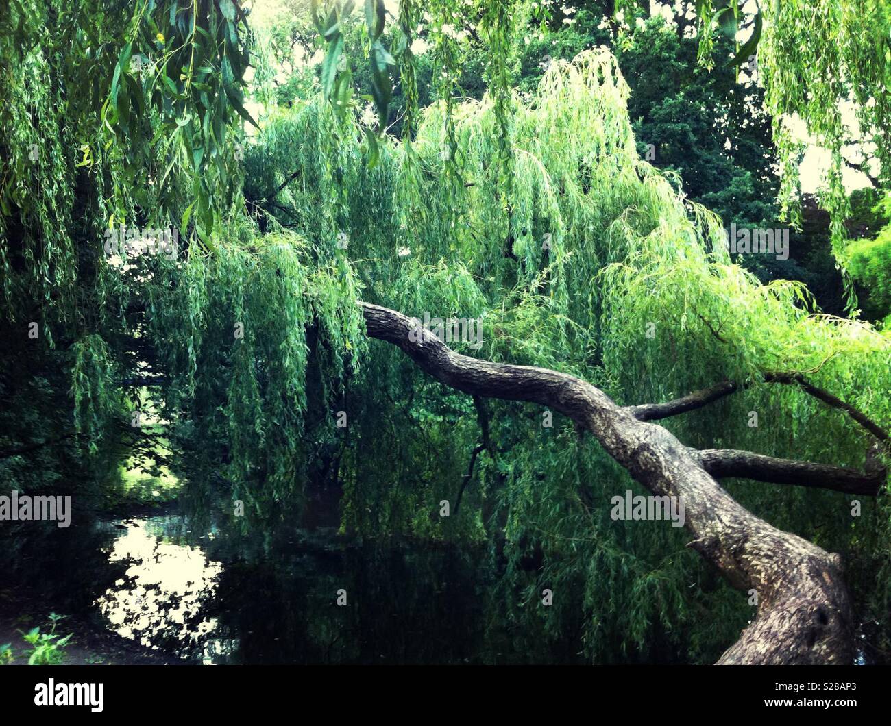 Weeping willow tree in a lake - Smartphone Captured Stock Image