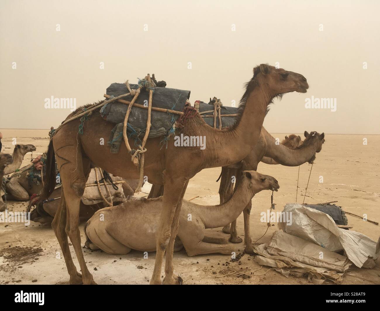 Camels waiting to be loaded up with salt mined in the Afar region, ready to be taken back to town for sale Stock Photo