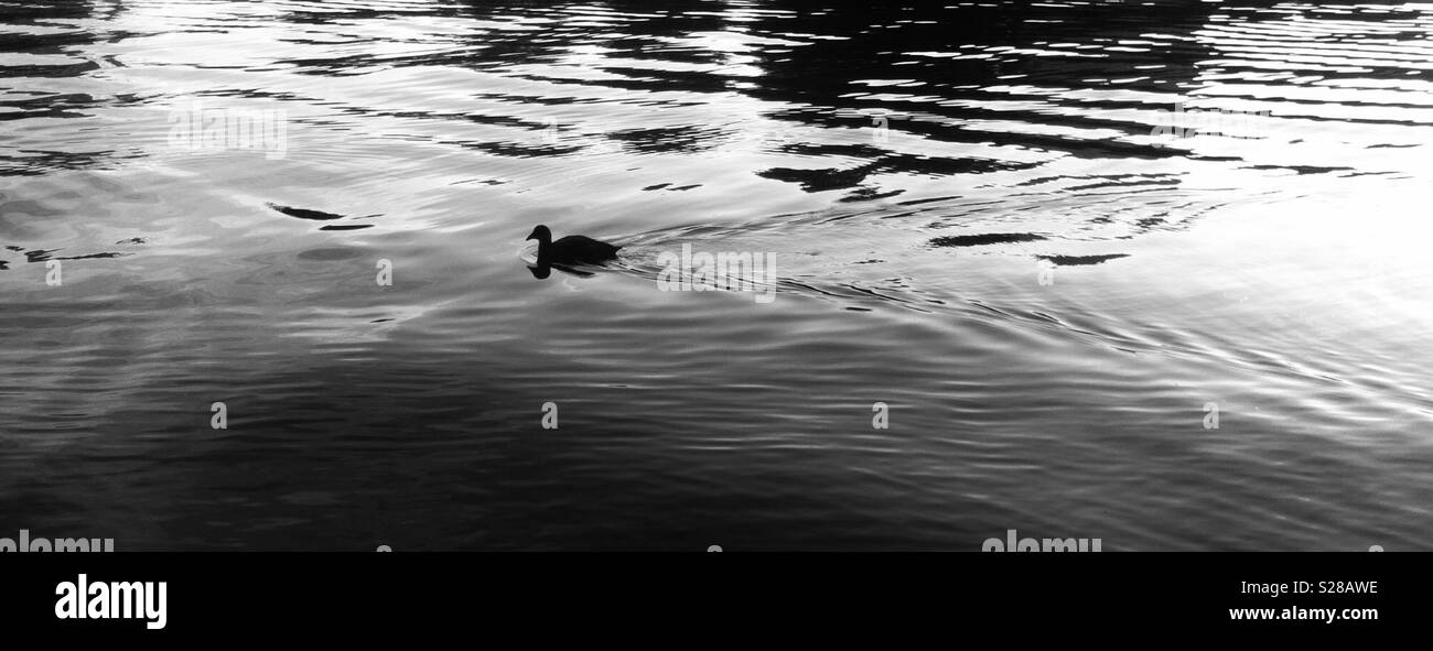 Duck swimming Stock Photo