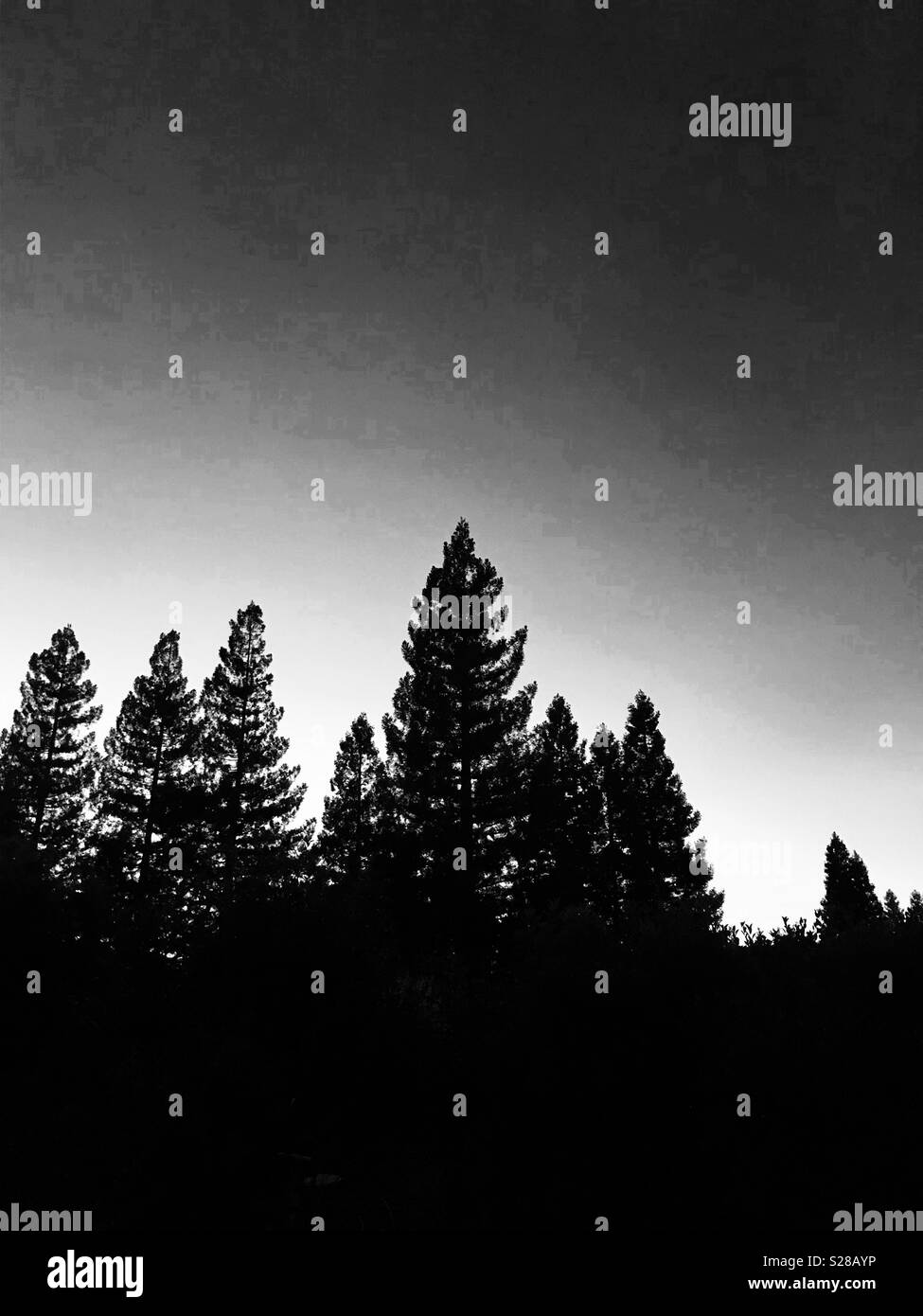 Evergreen trees silhouetted at twilight - Smartphone Captured Stock Image