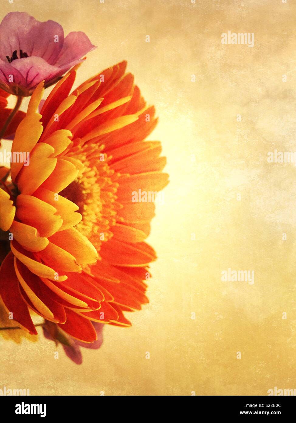 Closeup of orange daisy and purple geranium with textured background. - Smartphone Captured Stock Image