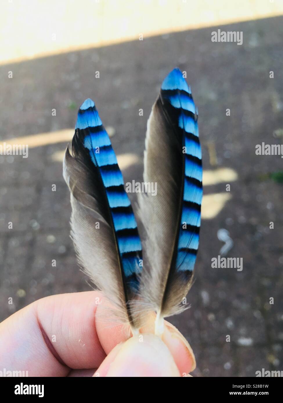 Jay Feathers Stock Photo Alamy