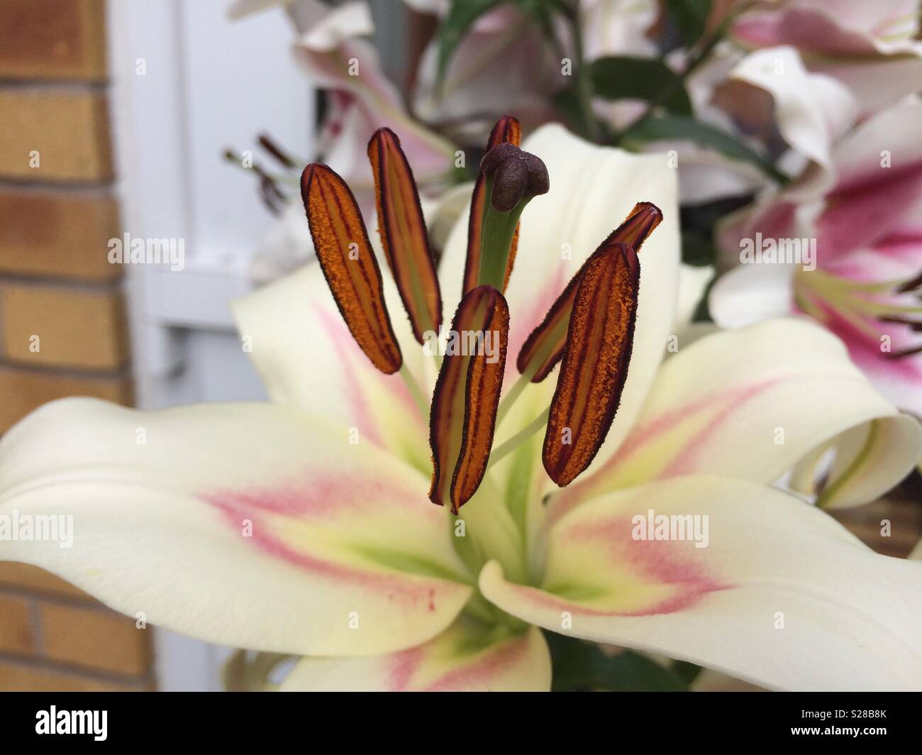 Lily anthers Stock Photo