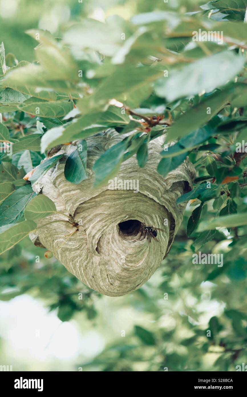 Hornets nest Stock Photo