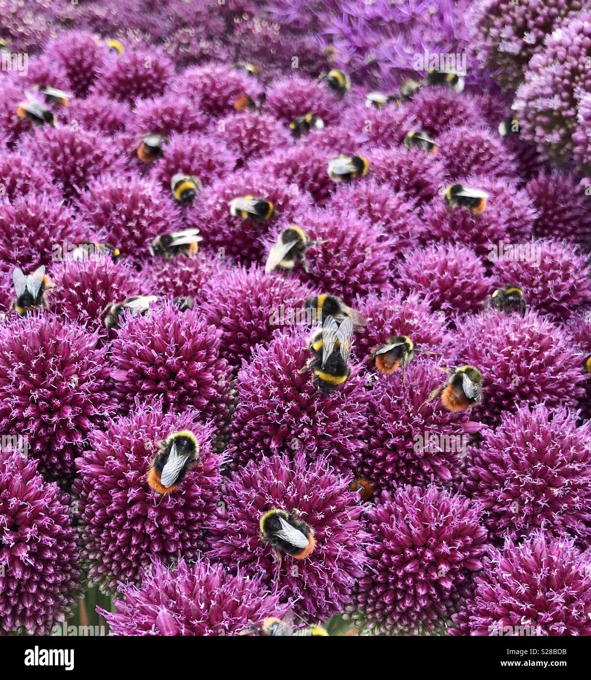 Bees and flowers hi-res stock photography and images - Alamy