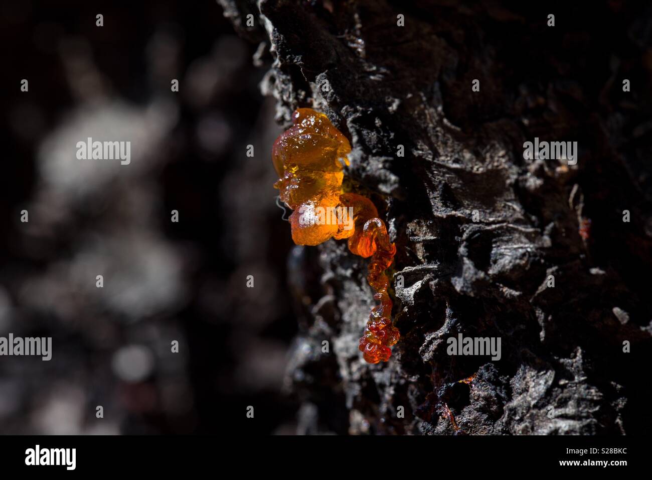 Tree sap oozing hires stock photography and images Alamy