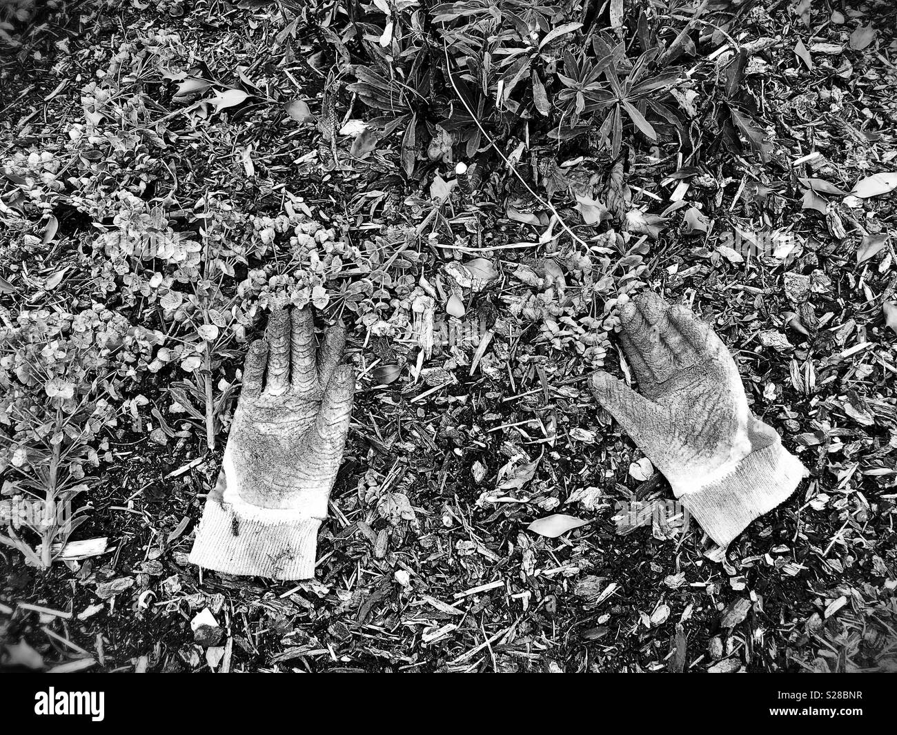Dirty gardening gloves on the ground. Stock Photo