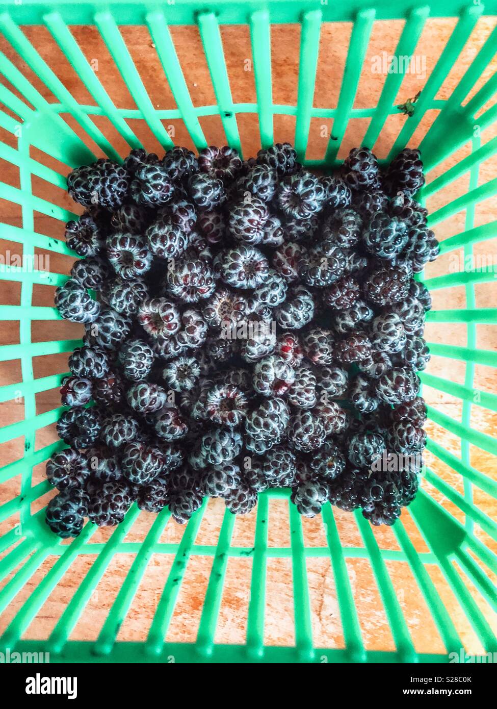 Fresh picked wild blackberries in a green plastic quart container Stock Photo