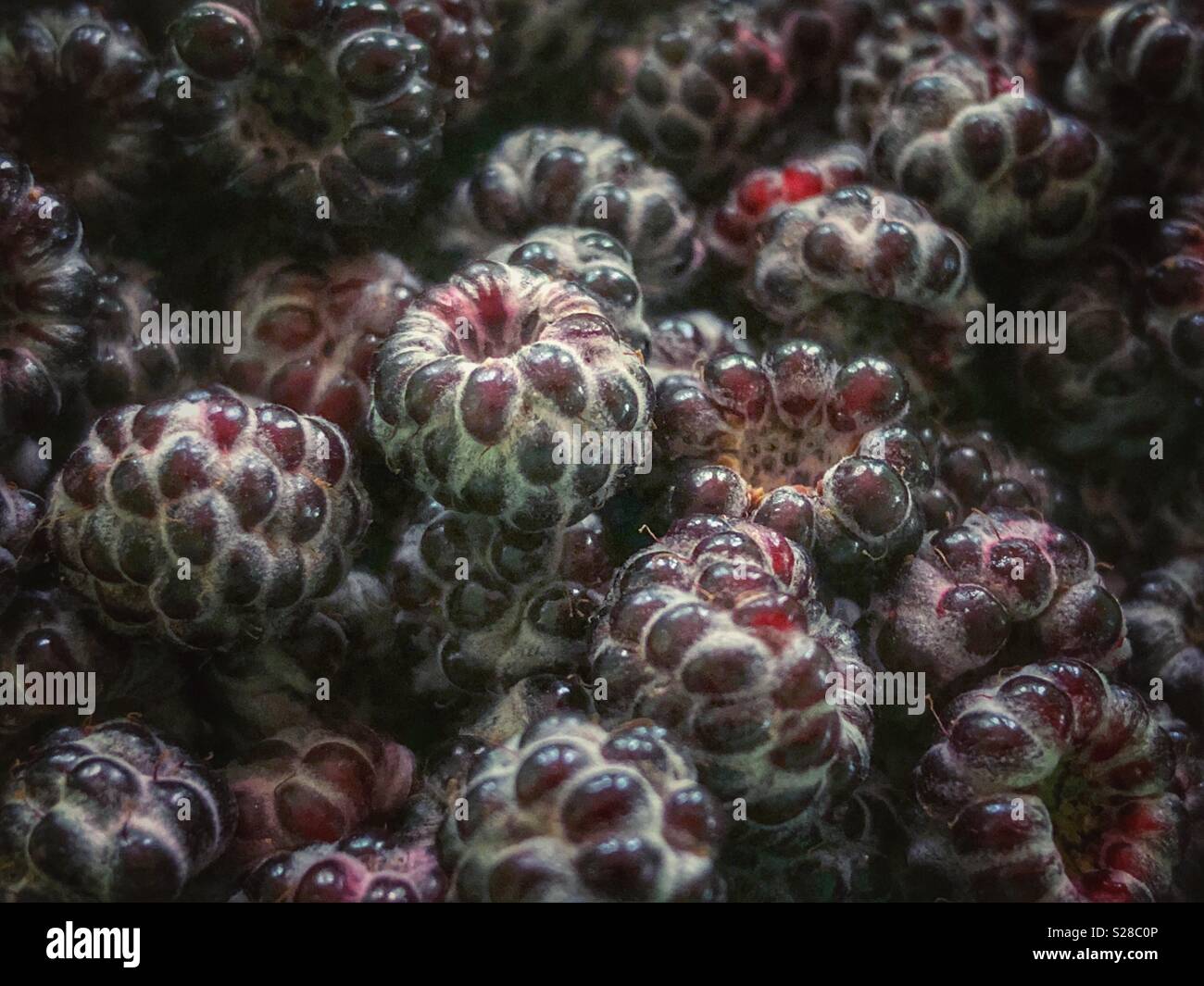 Closeup of fresh picked wild blackberries Stock Photo