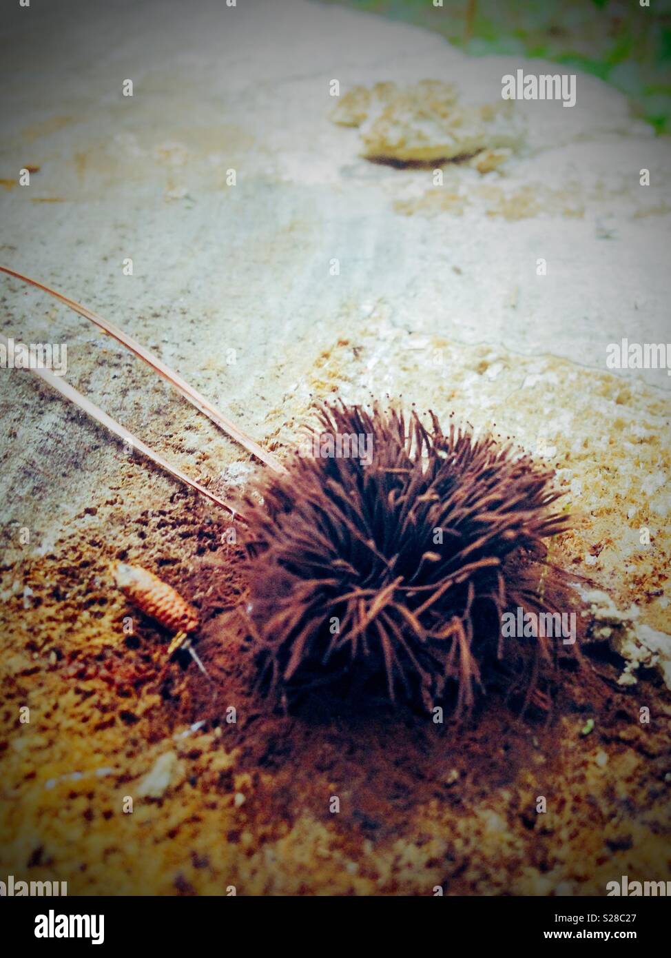 Strange urchin-like fungus growing on dead tree stump Stock Photo