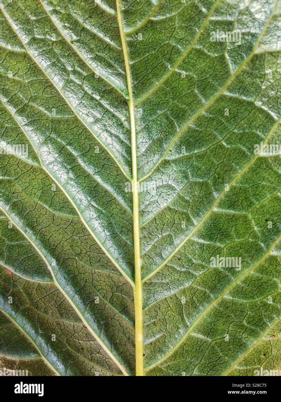 Green leaf details - Smartphone Captured Stock Image