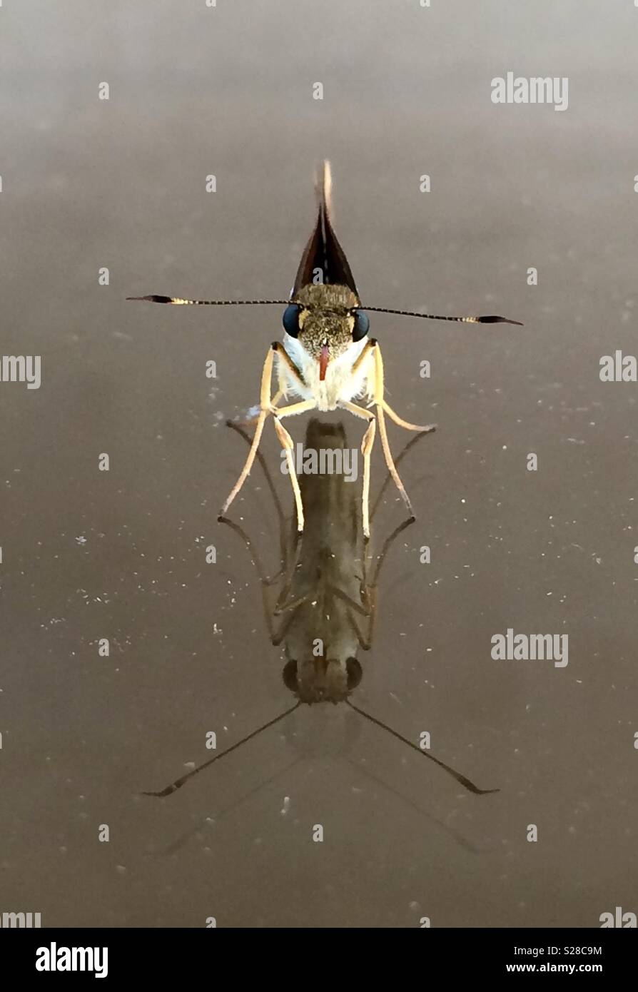 Close up of a moth on glass with reflection - Smartphone Captured Stock Image