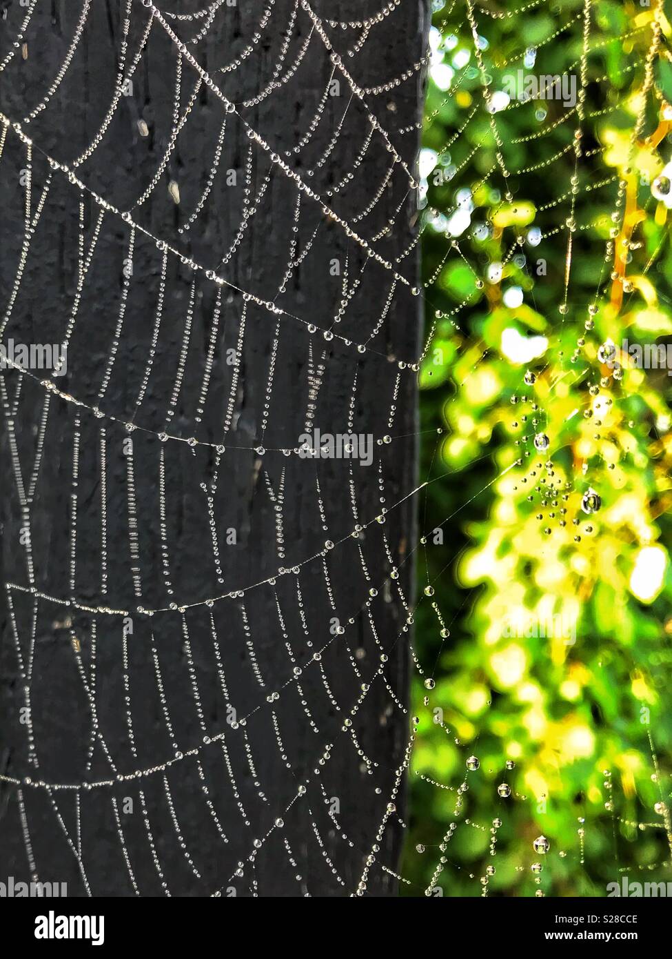 Dew-covered backyard spider web after a foggy start to the day. - Smartphone Captured Stock Image