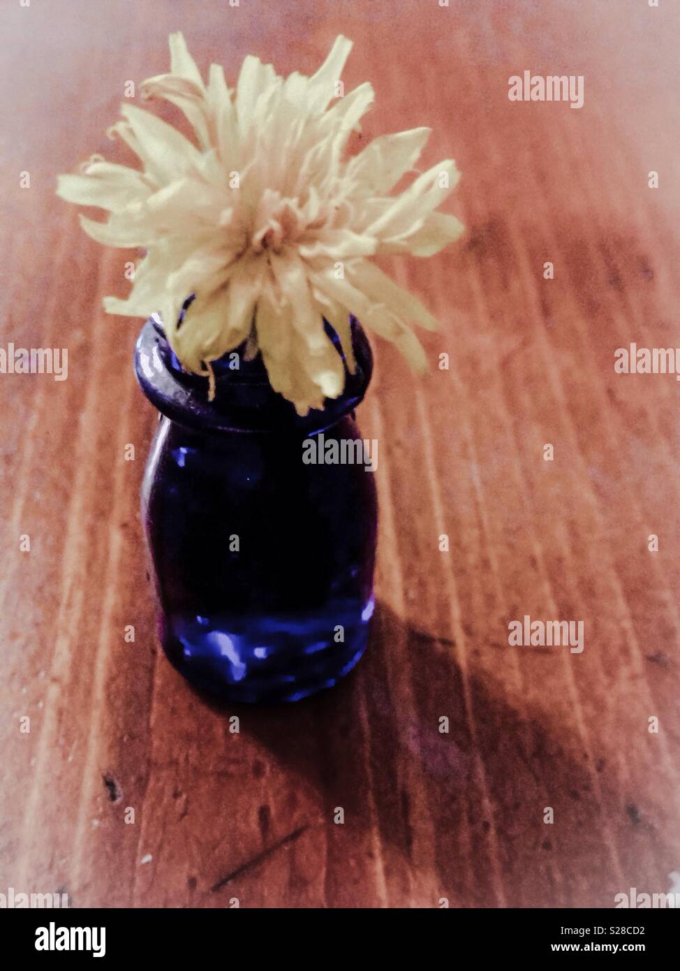 Pale dandelion blossom in tiny cobalt glass bottle on wooden surface Stock Photo