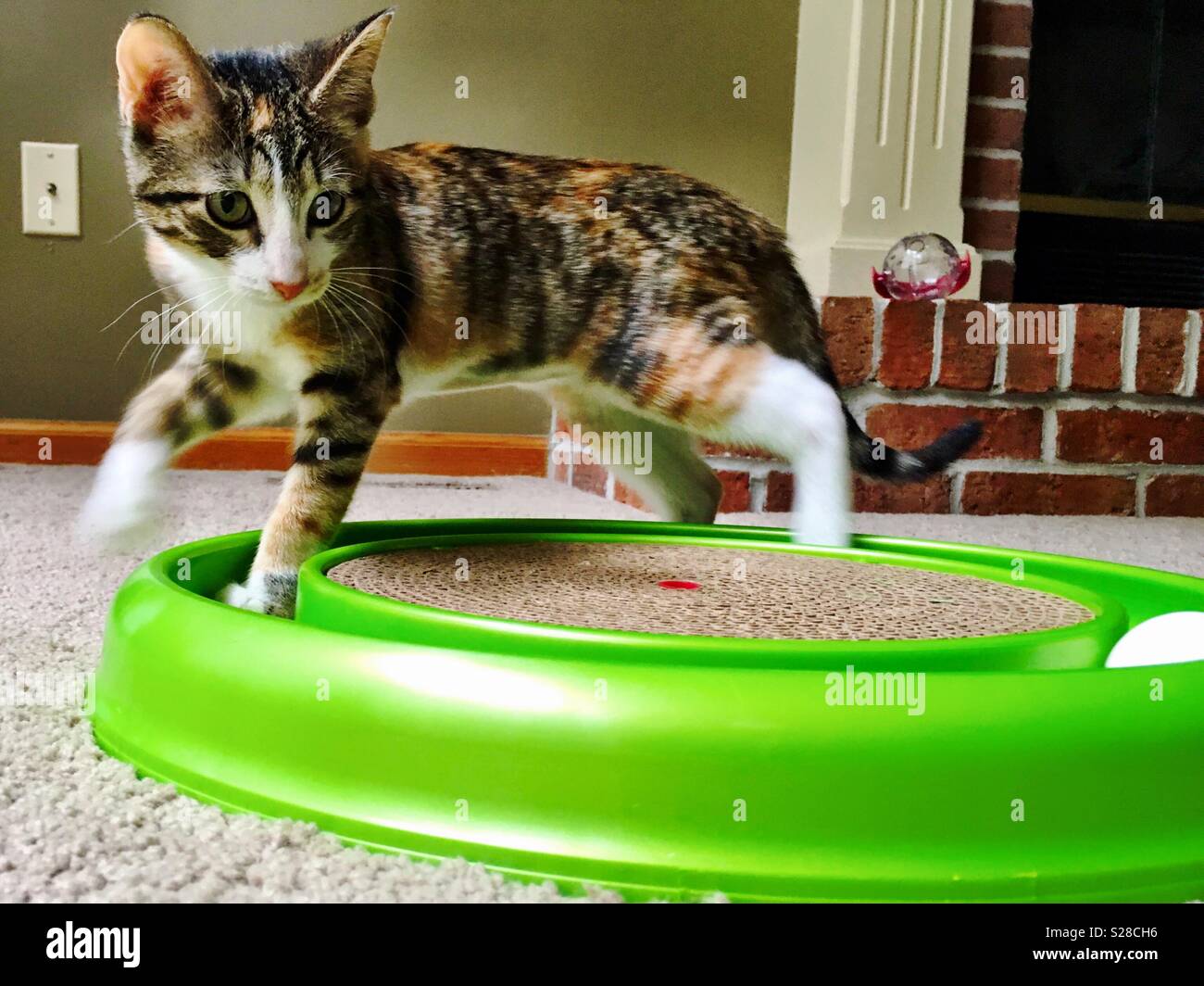 3 month old kitten playing Stock Photo