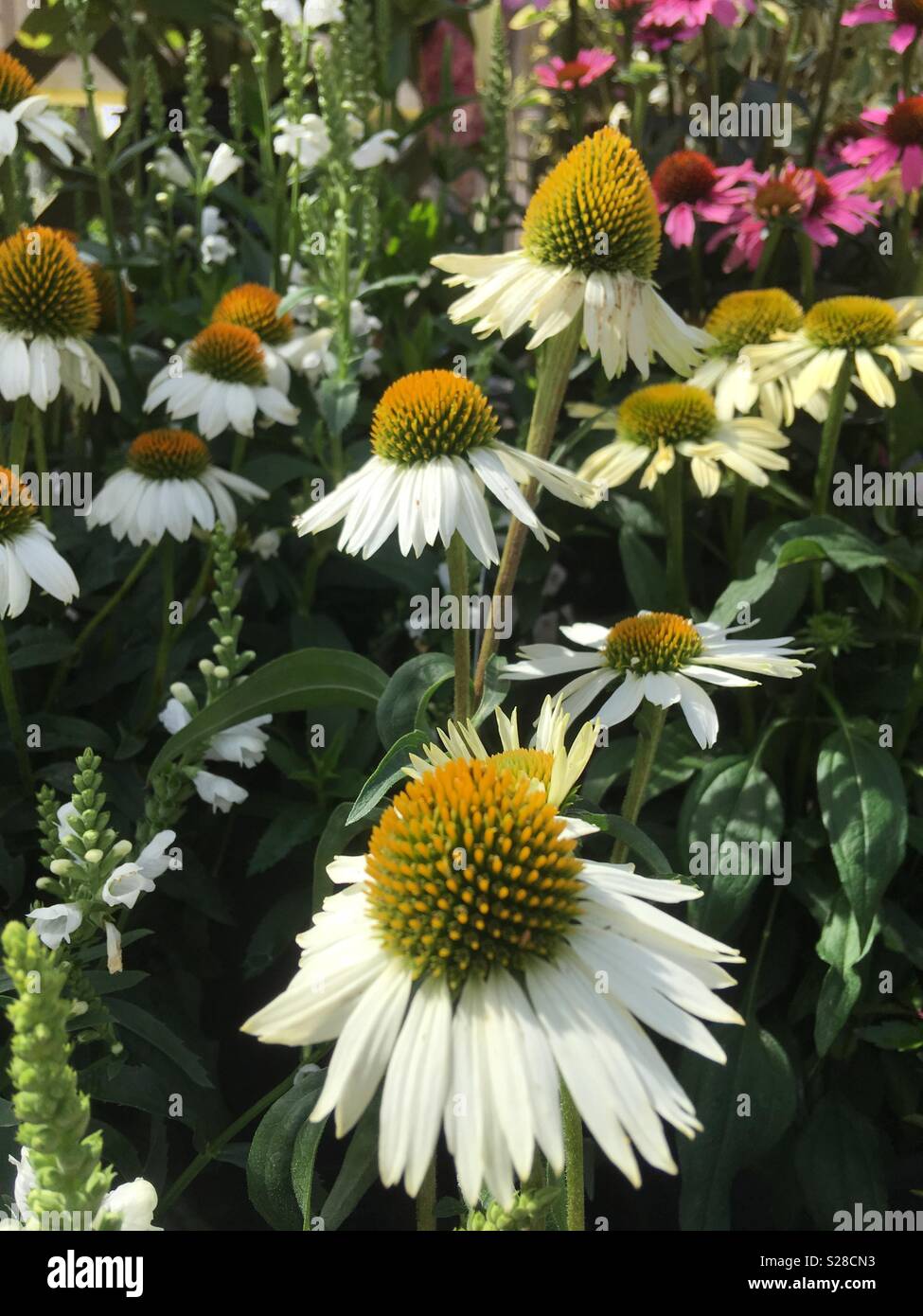 White cone flowers in a garden border Stock Photo