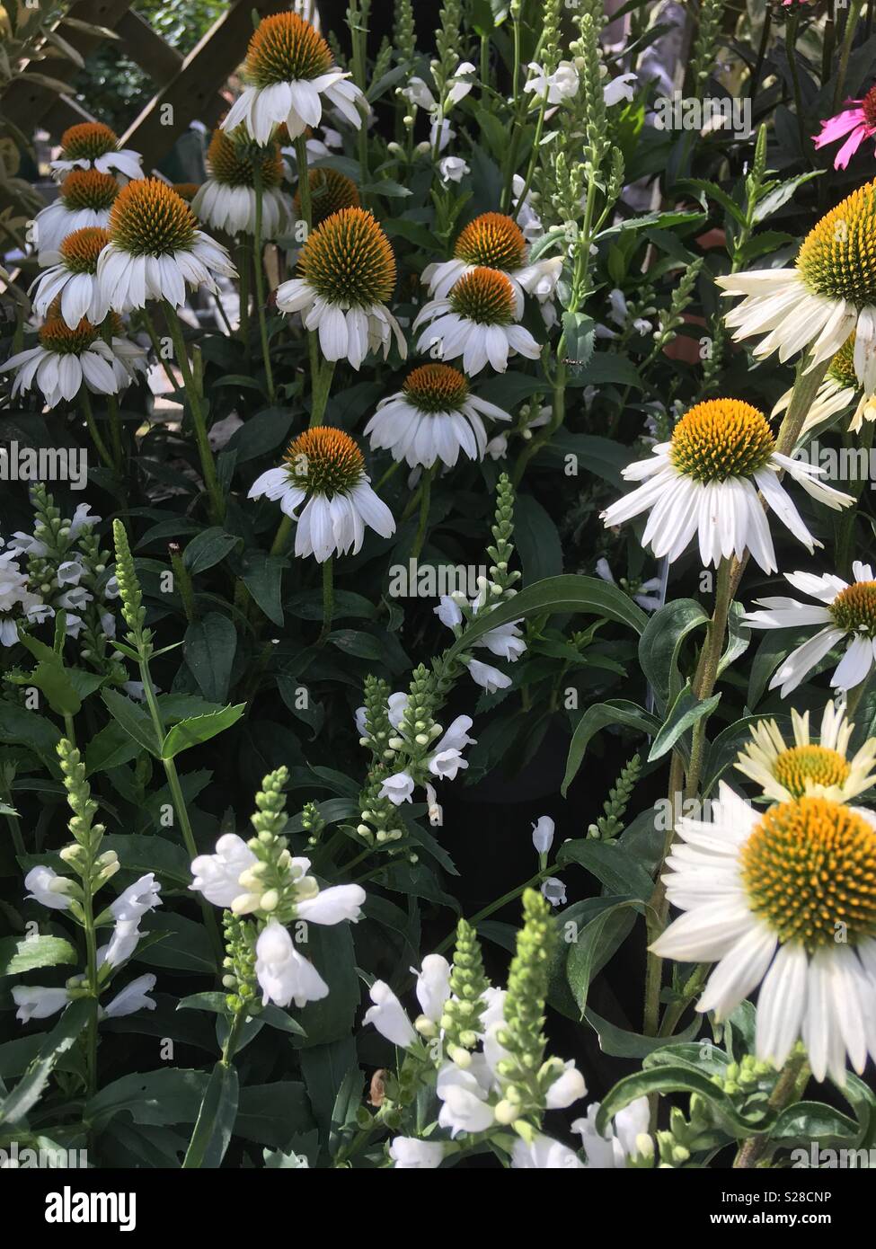 White cone flowers and Veronica in a garden border Stock Photo Alamy