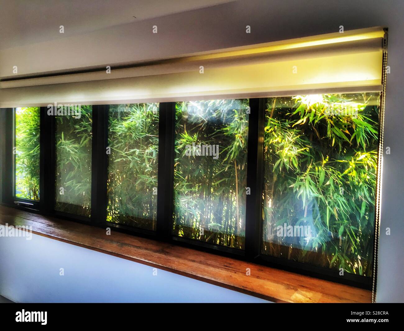 Bedroom window with overgrown foliage outside - Smartphone Captured Stock Image