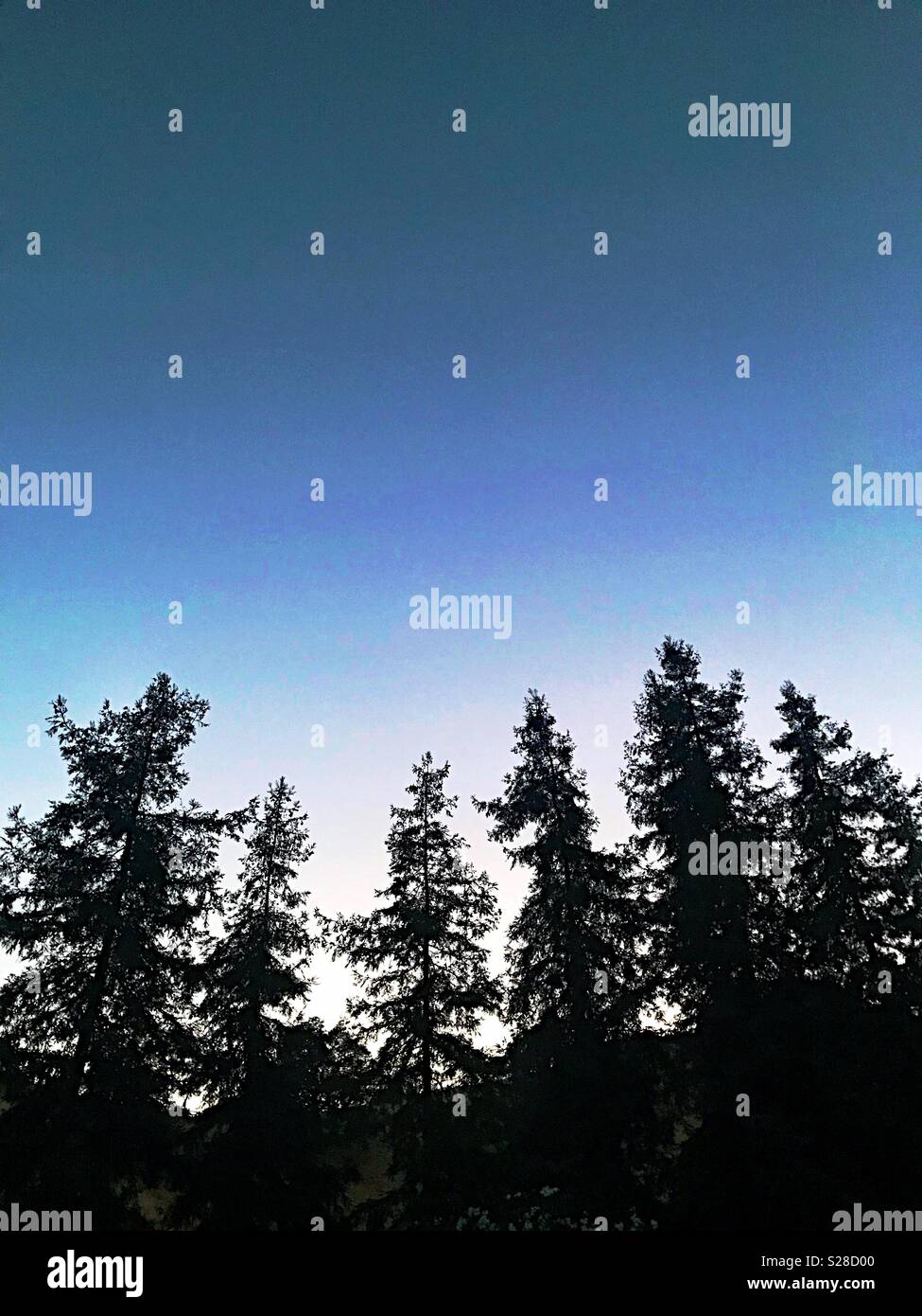 Evergreen trees silhouetted against a twilight sky. - Smartphone Captured Stock Image