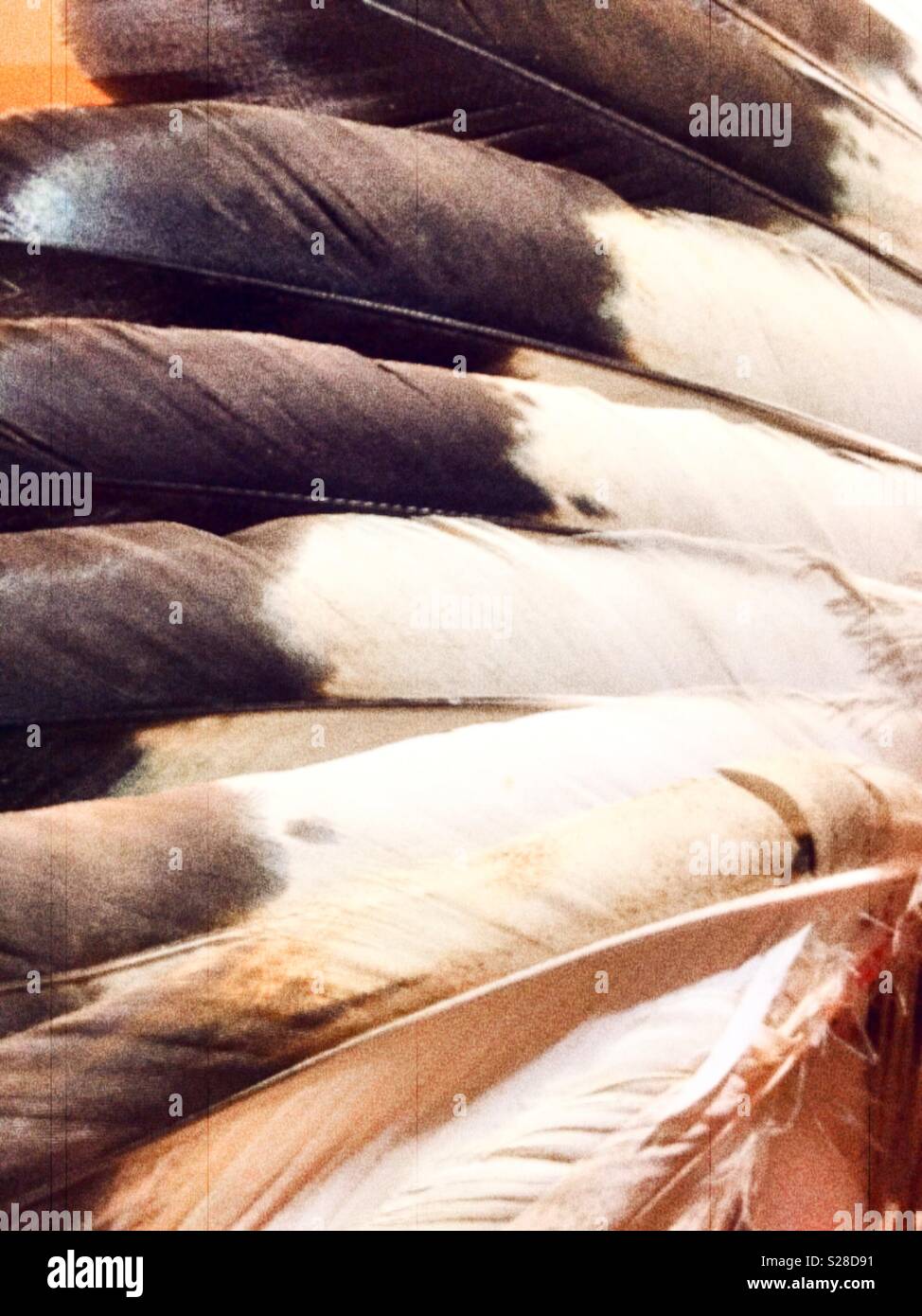 Close up of eagle feather Native American headdress, Montana, USA - Smartphone Captured Stock Image