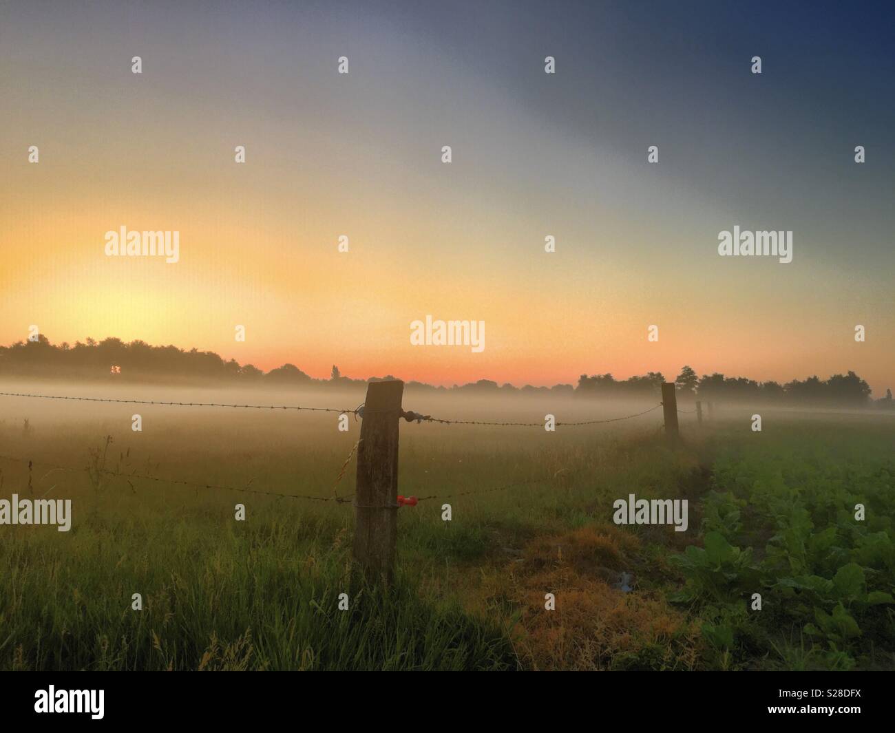 Beginnings of a golden day - Smartphone Captured Stock Image