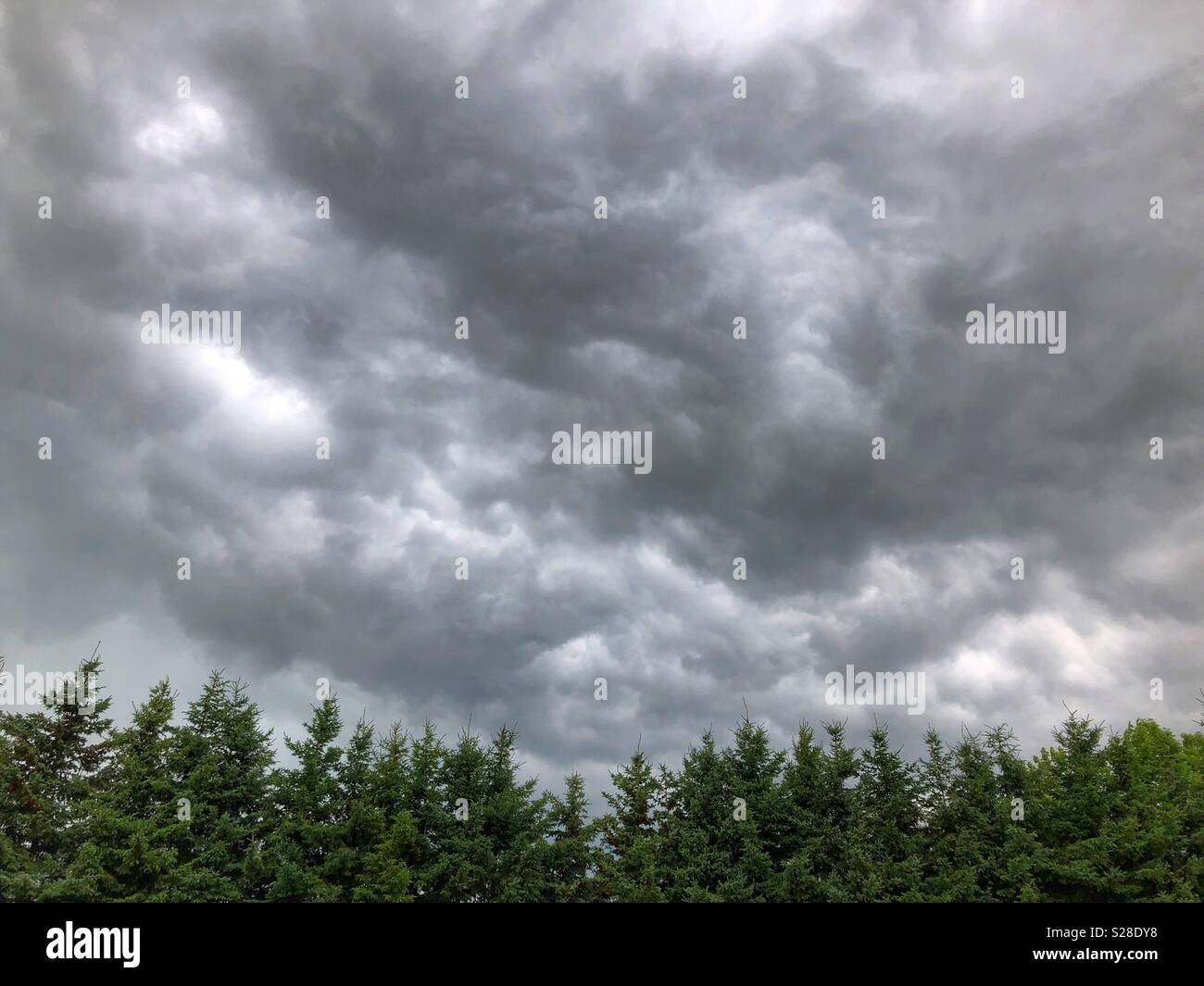 Angry grey storm clouds over green evergreen trees - Smartphone Captured Stock Image