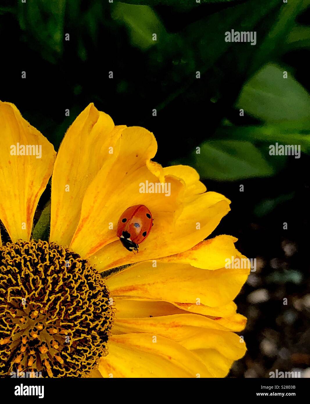 7 spot ladybird, or ladybug, on yellow flower - Smartphone Captured Stock Image
