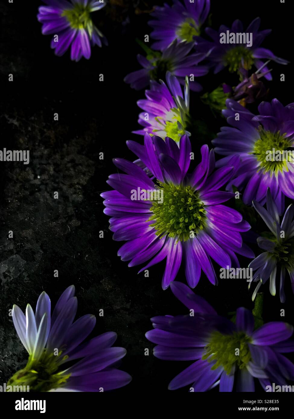 Purple Flowers On Black Background Stock Photo Alamy