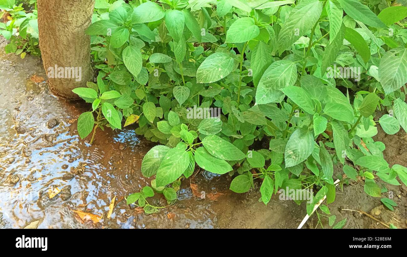 Natural view contains leaves and water Stock Photo