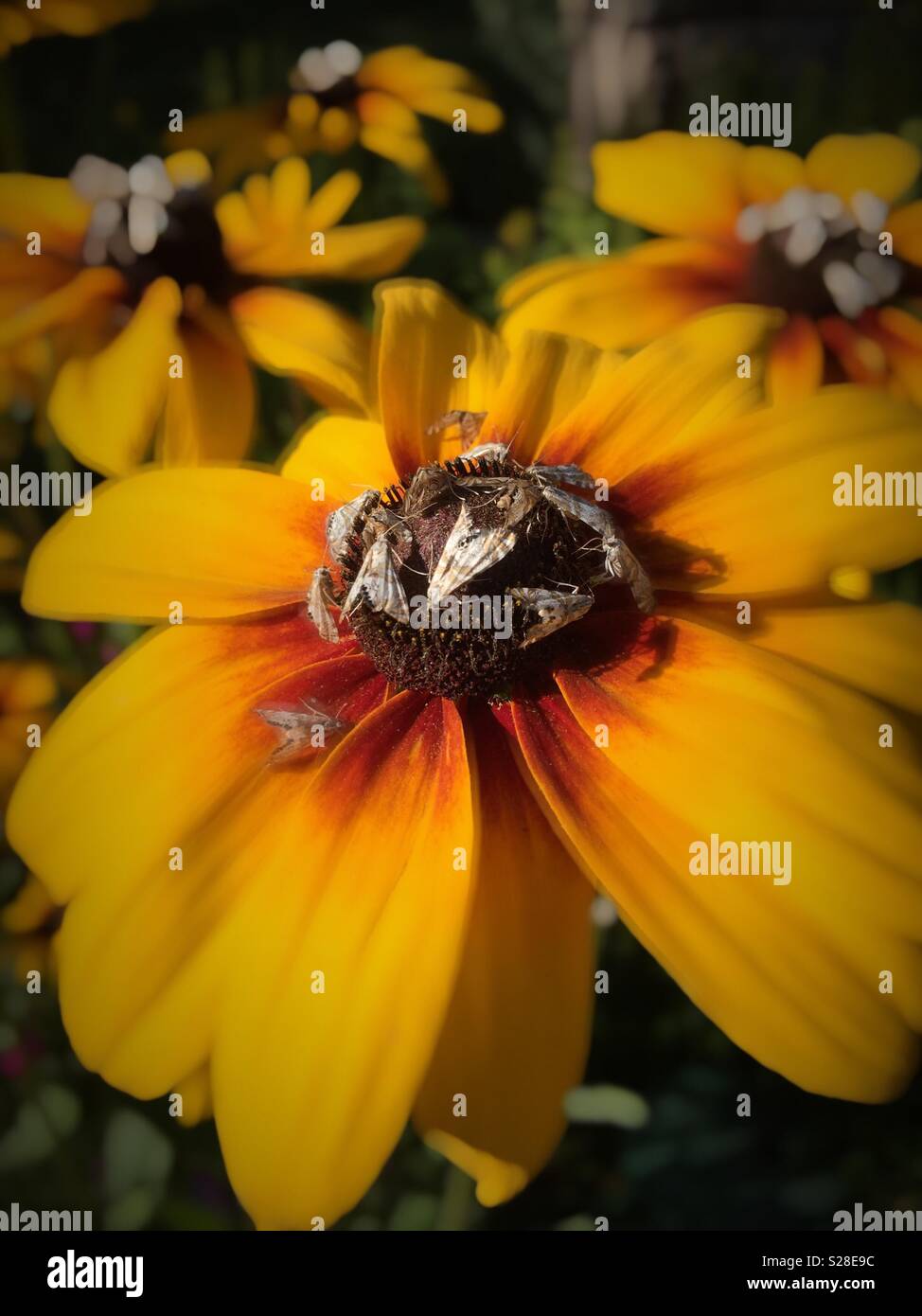 Moths on a yellow cone flower, Montana, USA - Smartphone Captured Stock Image