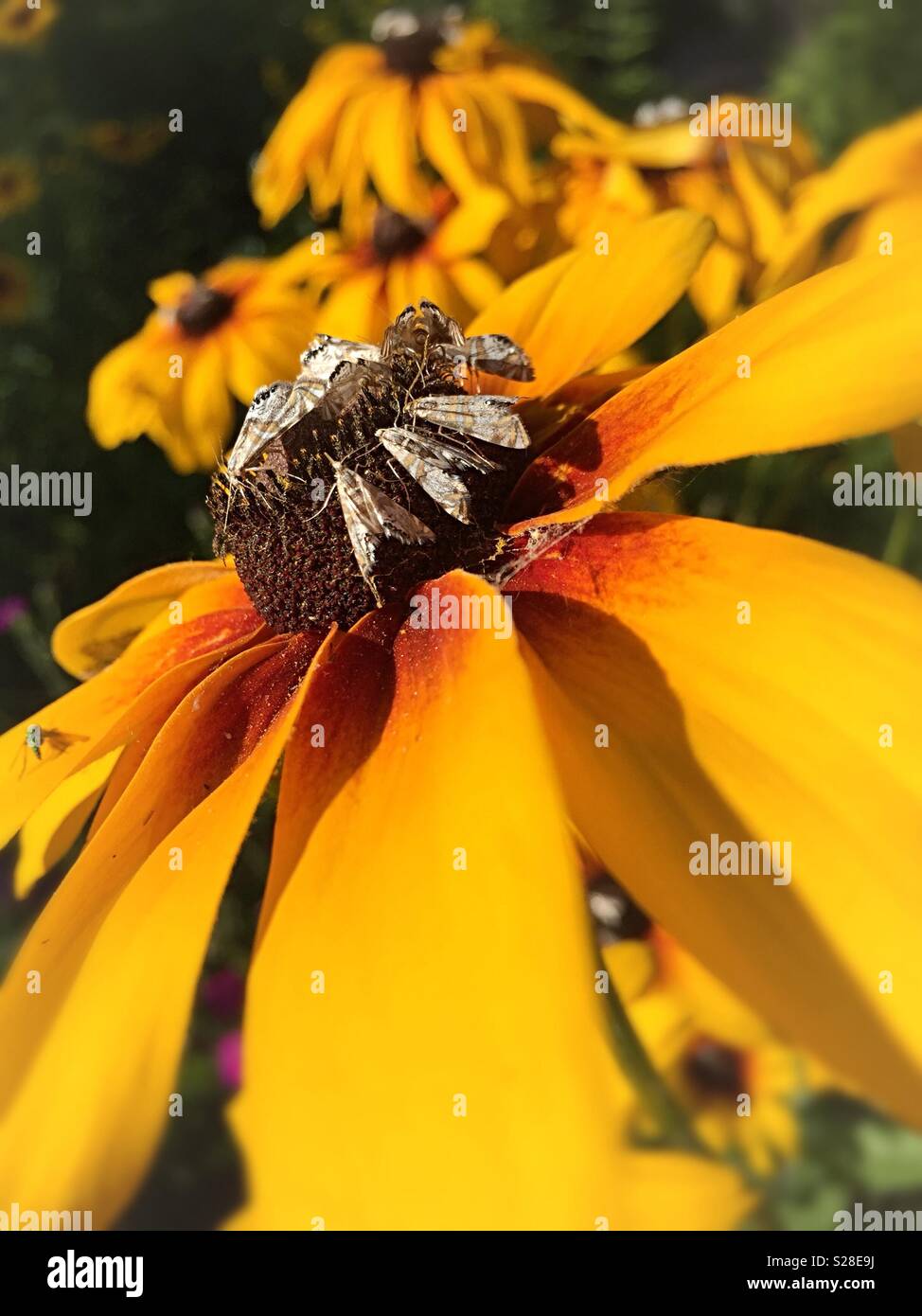 Yellow cone flowers with moths, Montana, USA - Smartphone Captured Stock Image