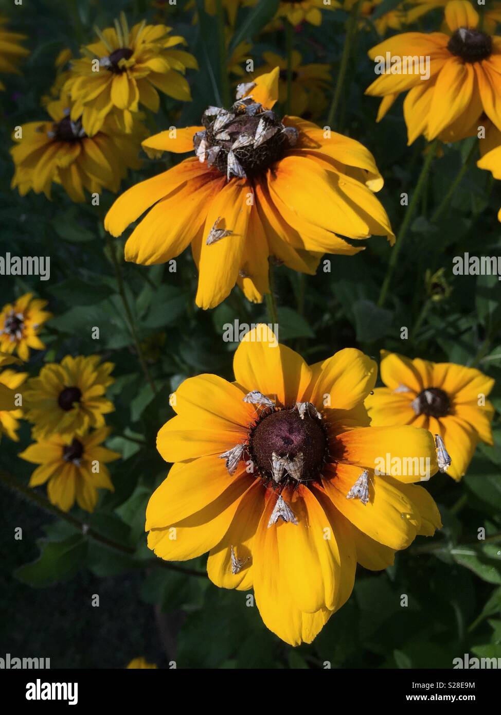 Yellow cone flowers with moths, Montana, USA - Smartphone Captured Stock Image