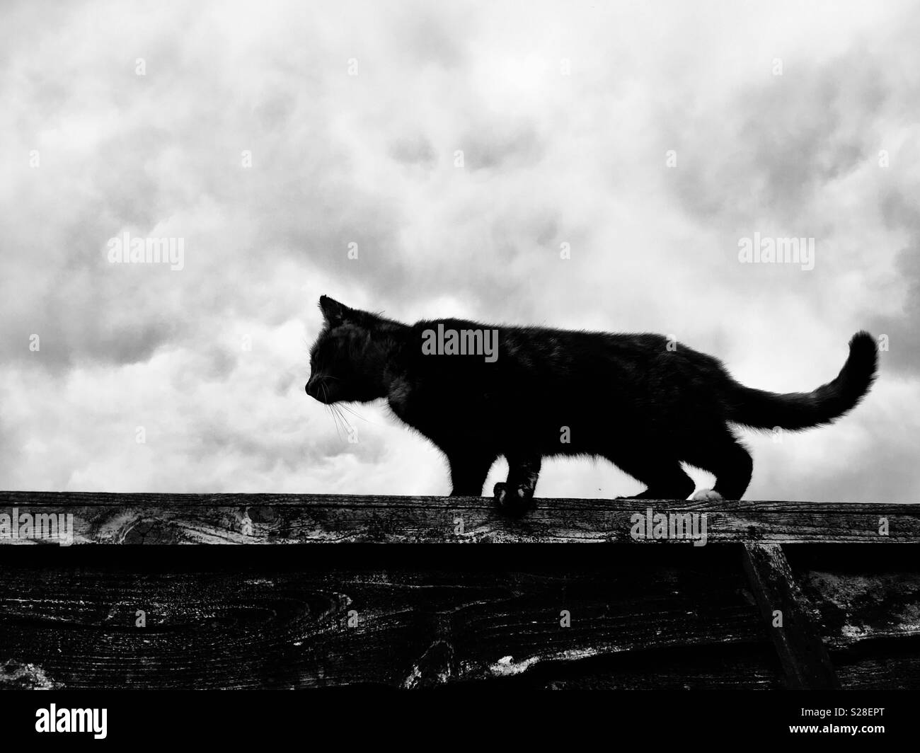 Silhouette of a cat on a fence - Smartphone Captured Stock Image