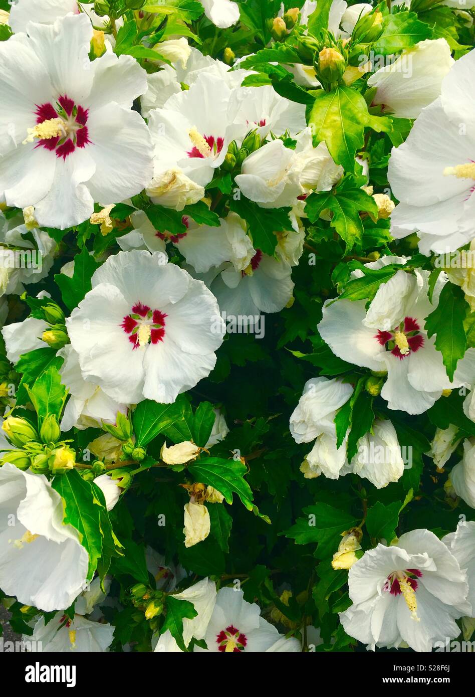 White flowers with red centres on a green bush. Summer blooms Stock