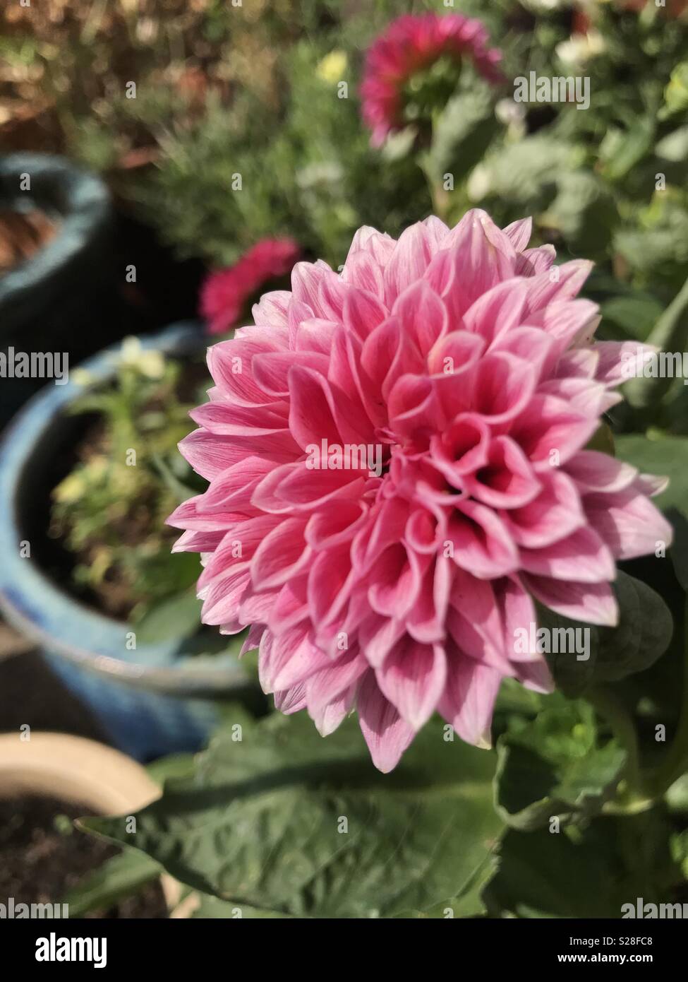 Beautiful pink dahlia Stock Photo - Alamy