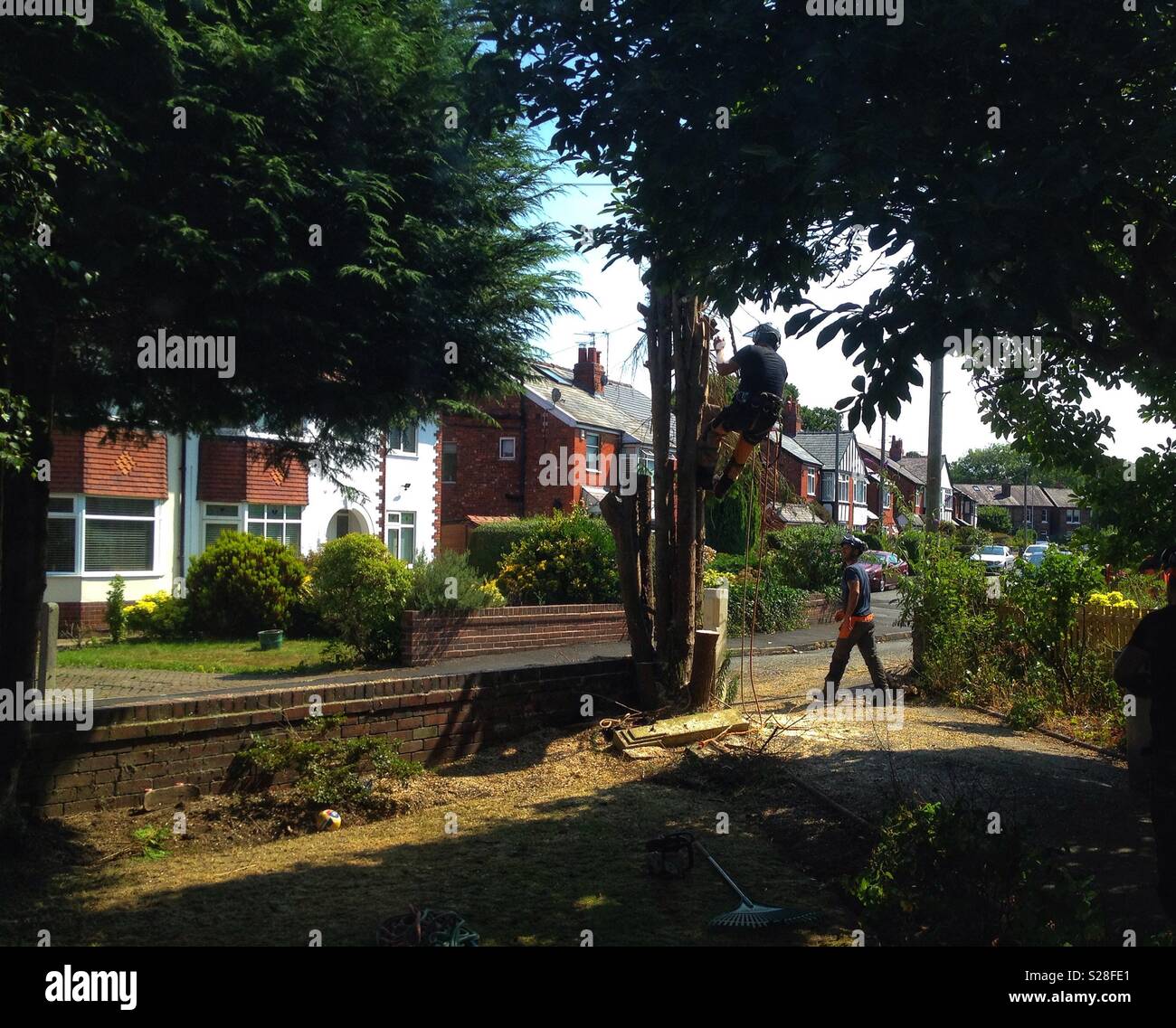 Tree felling 2 - Smartphone Captured Stock Image
