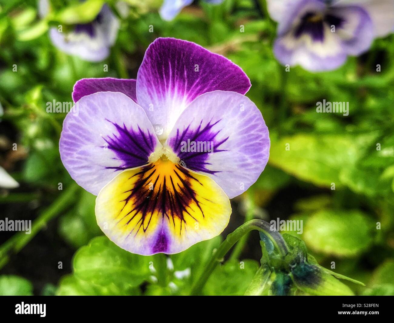Purple pansy flower in bloom - Smartphone Captured Stock Image