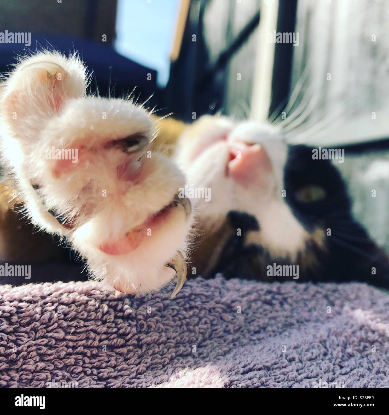 Close up of cat’s claw - Smartphone Captured Stock Image