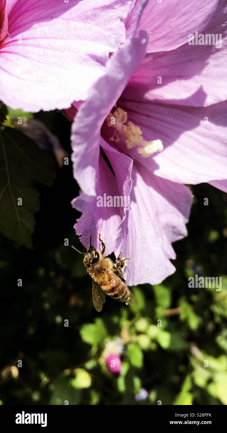 Bee on hibiscus flower Stock Photo