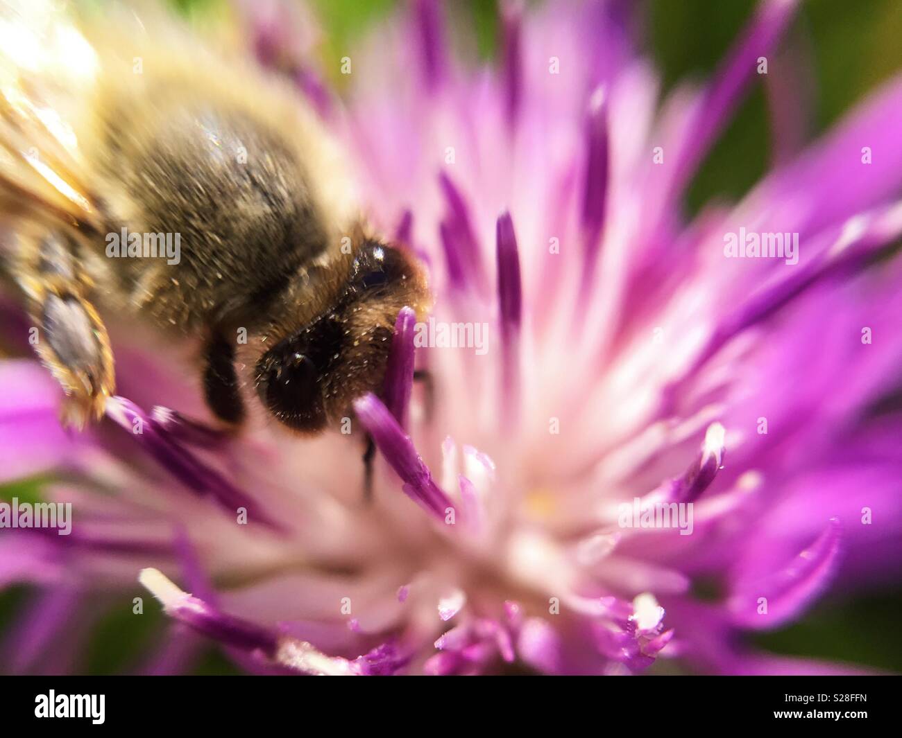 Bee on purple flower - taken with a clip-on macro lens Stock Photo