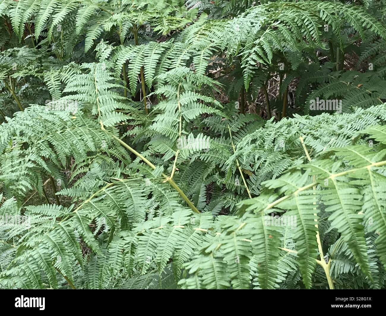 Bracken in a field near Cannock Chase, Staffordshire. Stock Photo