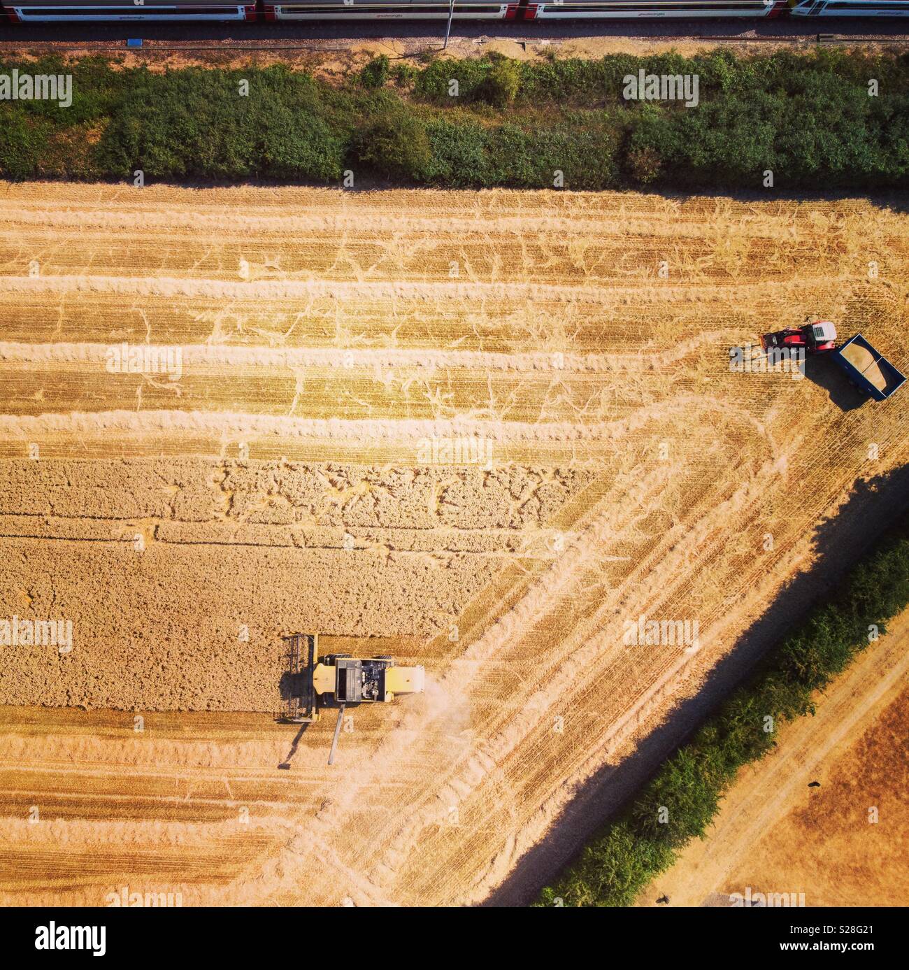 Combine harvester and tractor harvesting the wheat in U.K Stock Photo