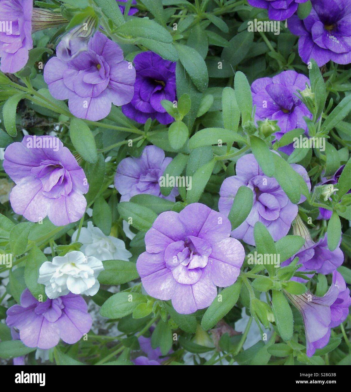 Shades of purple Stock Photo - Alamy