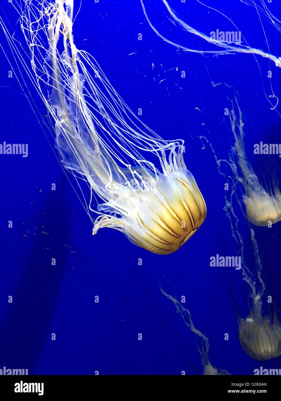 Jellyfish under the sea. Deep blue. Stock Photo